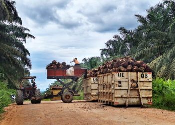 PKS Tanpa Kebun Muncul, Pencurian Sawit Marak
