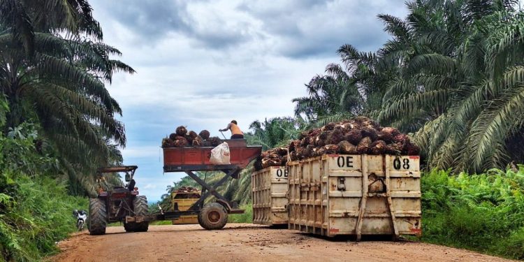 PKS Tanpa Kebun Muncul, Pencurian Sawit Marak