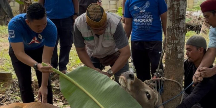 Semangat Berqurban dan Kepedulian Sosial, Demokrat Kutim Sembelih 7 Ekor Sapi