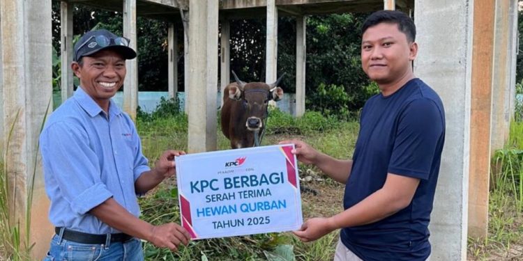 KPC Bagikan 67 Ekor Sapi Kurban ke Wilayah Operasional dan Stakeholder, Termasuk PWI Kutai Timur